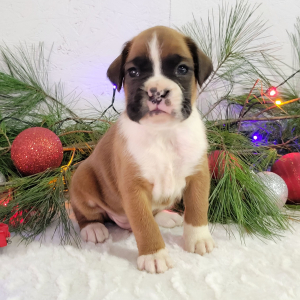 Boxer Puppy Rocky
