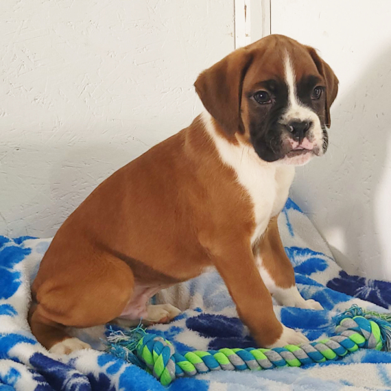 Rocky, a Flashy Fawn Male Boxer Puppy 724147 PuppySpot