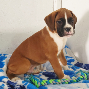 Boxer Puppy Rocky
