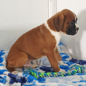 Boxer Puppy Rocky