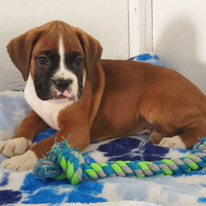 Boxer Puppy Rocky