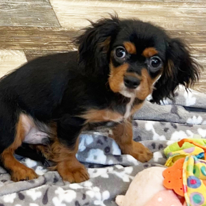 Cavapoo Puppy Sage