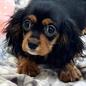 Cavapoo Puppy Sage