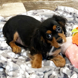 Cavapoo Puppy Sage