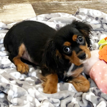 Cavapoo Puppy Sage