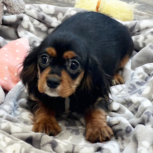 Cavapoo Puppy Sage