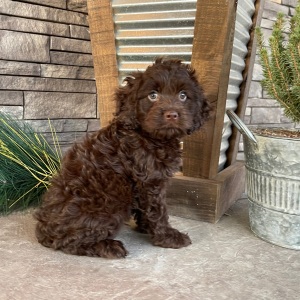 Cockapoo Puppy Marco