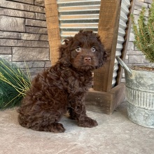 Cockapoo Puppy Marco