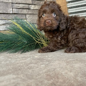 Cockapoo Puppy Marco