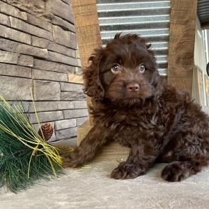 Cockapoo Puppy Marco