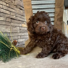 Cockapoo Puppy Marco