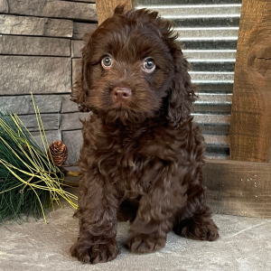 Cockapoo Puppy Marco