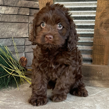 Cockapoo Puppy Marco