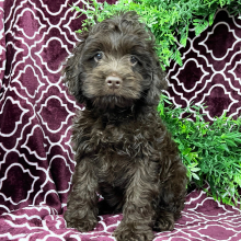 Cockapoo Puppy Marco