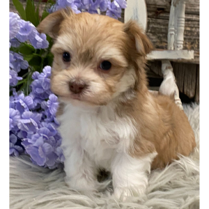 Havanese Puppy Ryder