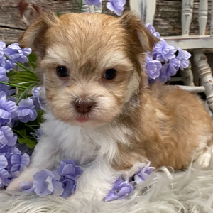 Havanese Puppy Ryder