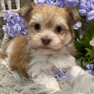 Havanese Puppy Ryder