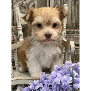 Havanese Puppy Ryder