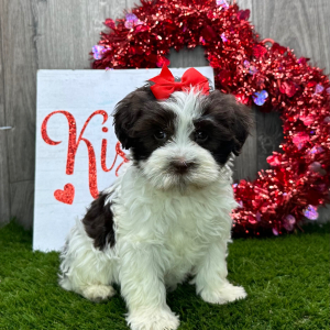 Havanese Puppy Cassie