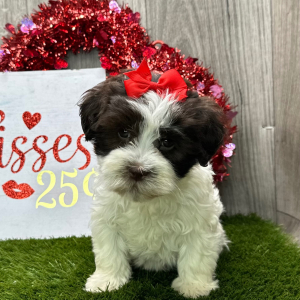 Havanese Puppy Cassie