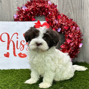 Havanese Puppy Cassie