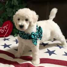 Poodle Puppy Sweet Princess