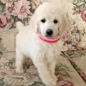 Poodle Puppy Sweet Princess