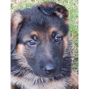 German Shepherd Dog Puppy Corn Flake