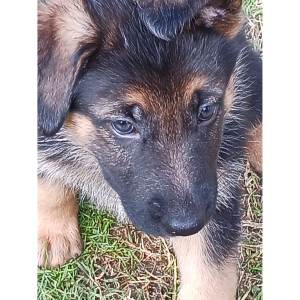 German Shepherd Dog Puppy Corn Flake