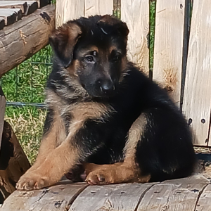 German Shepherd Dog Puppy Corn Flake