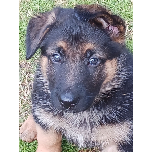 German Shepherd Dog Puppy Corn Flake