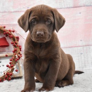 Labrador Retriever Puppy Octavia
