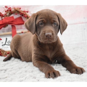 Labrador Retriever Puppy Octavia