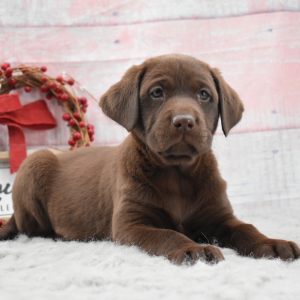 Labrador Retriever Puppy Octavia