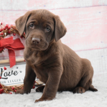 Labrador Retriever Puppy Octavia