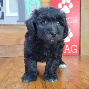 Schnoodle Puppy Tinley