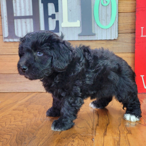 Schnoodle Puppy Tinley
