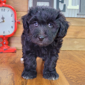 Schnoodle Puppy Tinley