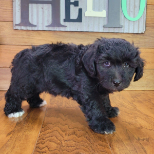 Schnoodle Puppy Tinley