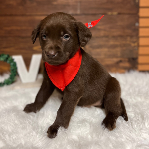 Labrador Retriever Puppy Rockie