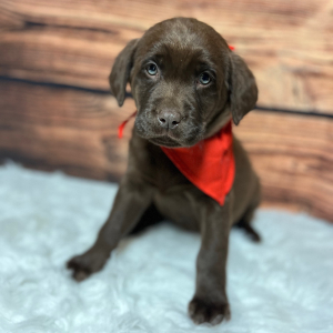 Labrador Retriever Puppy Rockie
