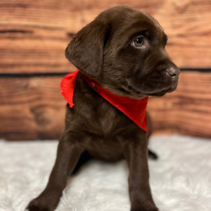 Labrador Retriever Puppy Rockie