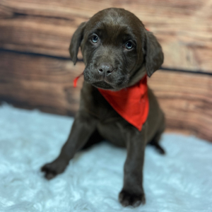 Labrador Retriever Puppy Rockie
