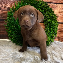 Labrador Retriever Puppy Rockie