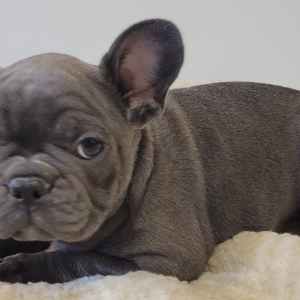 French Bulldog Puppy Sinnie
