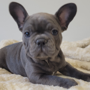 French Bulldog Puppy Sinnie