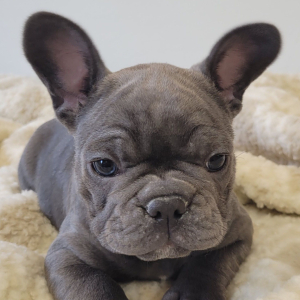 French Bulldog Puppy Sinnie