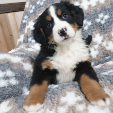 Bernese Mountain Dog Puppy Ginger
