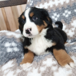 Bernese Mountain Dog Puppy Ginger