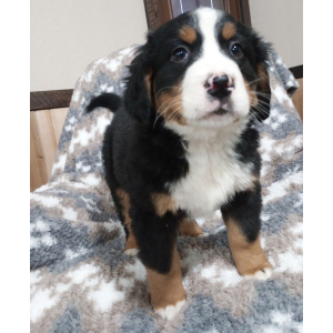 Bernese Mountain Dog Puppy Ginger
